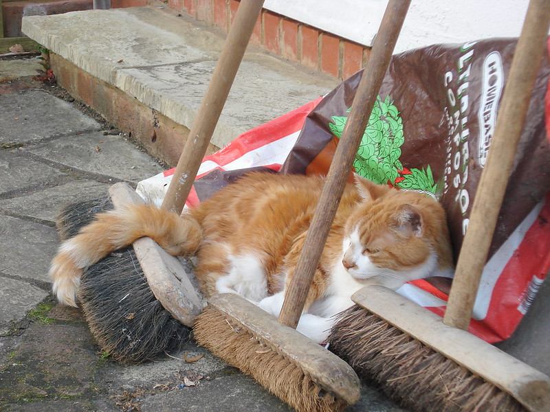 Photo of a cat laying on a makeshift bed of three brooms