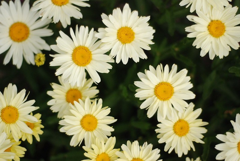 Photo of a bunch of daisy flowers