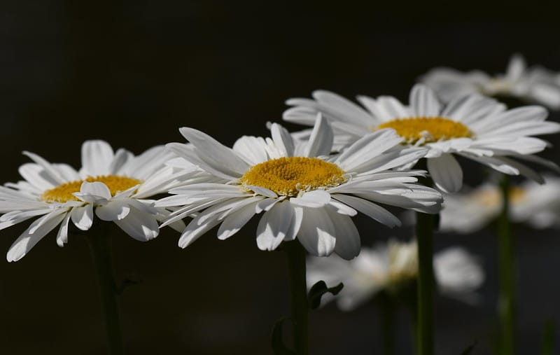 Photo of flowers enduring despite a dark Spring