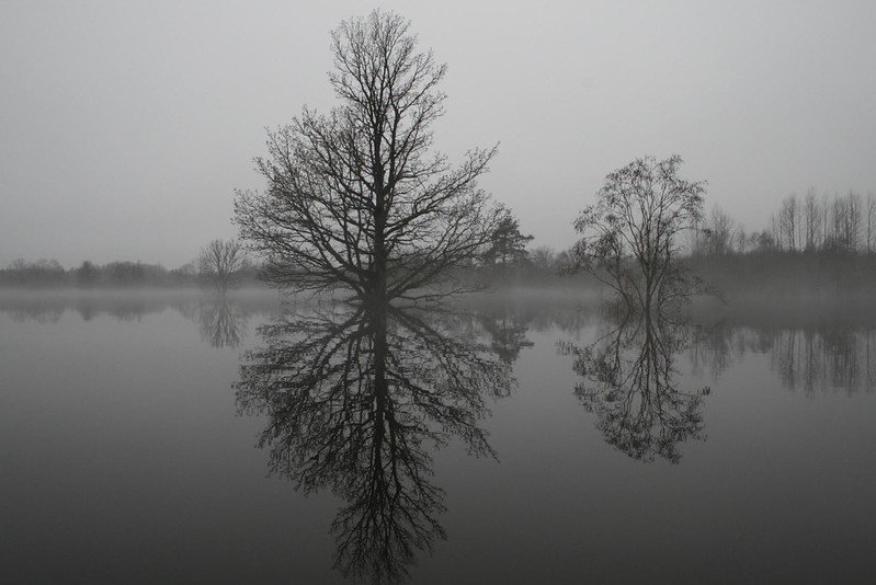 Trees reflect on water during a foggy day