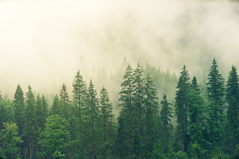 A photo of trees with heavy fog descending from above