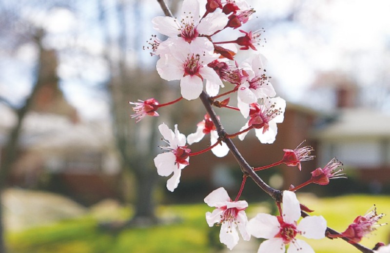 Close up photo of cherry blossom flowers