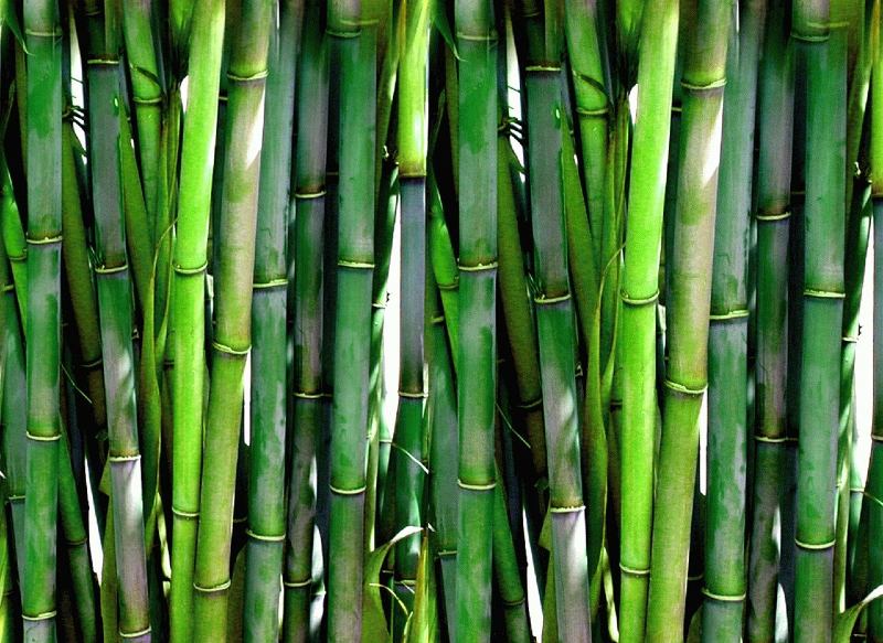 Photo of green shoots of bamboo.