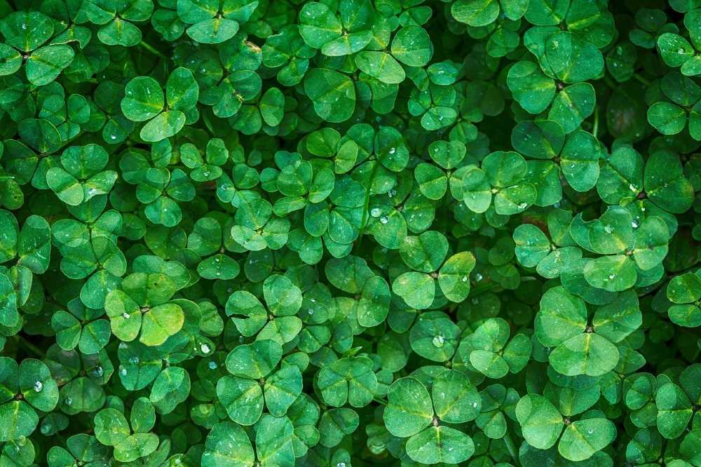 Photo of a field of emerald green, 3-leaf clovers.