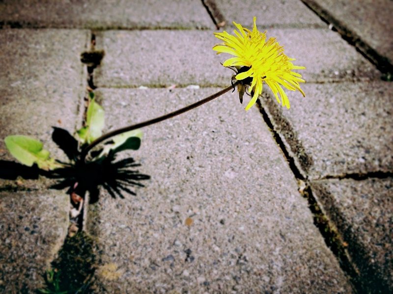 Photo of a dandelion growing out of a sidewalk