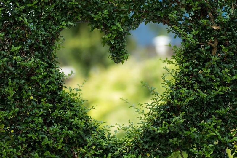 Photo of a heart shaped hole in hedge bushes.