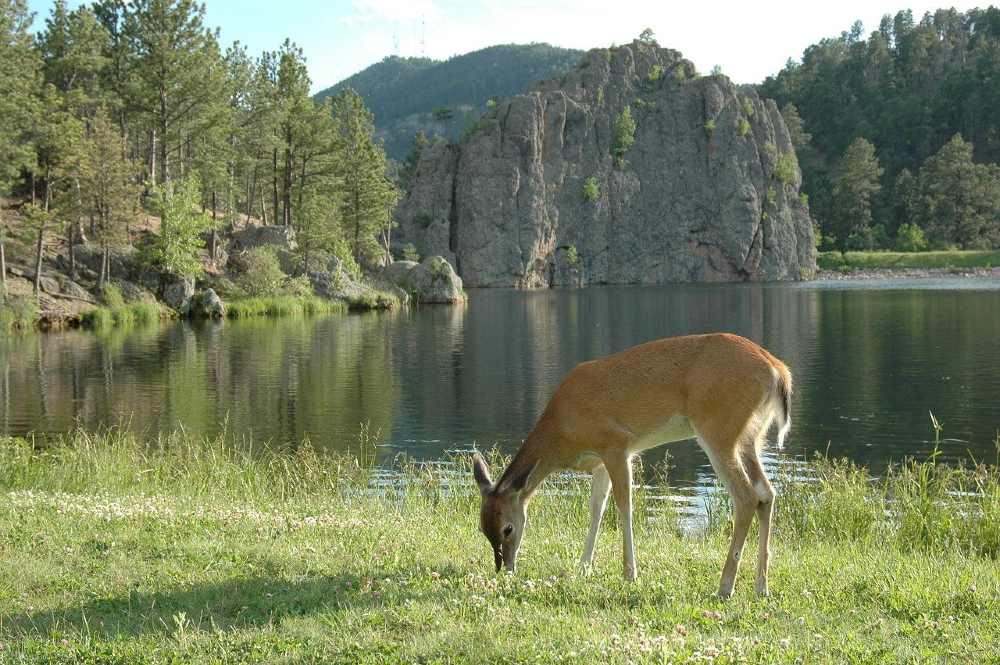 Photo of a deer grazing near a lake