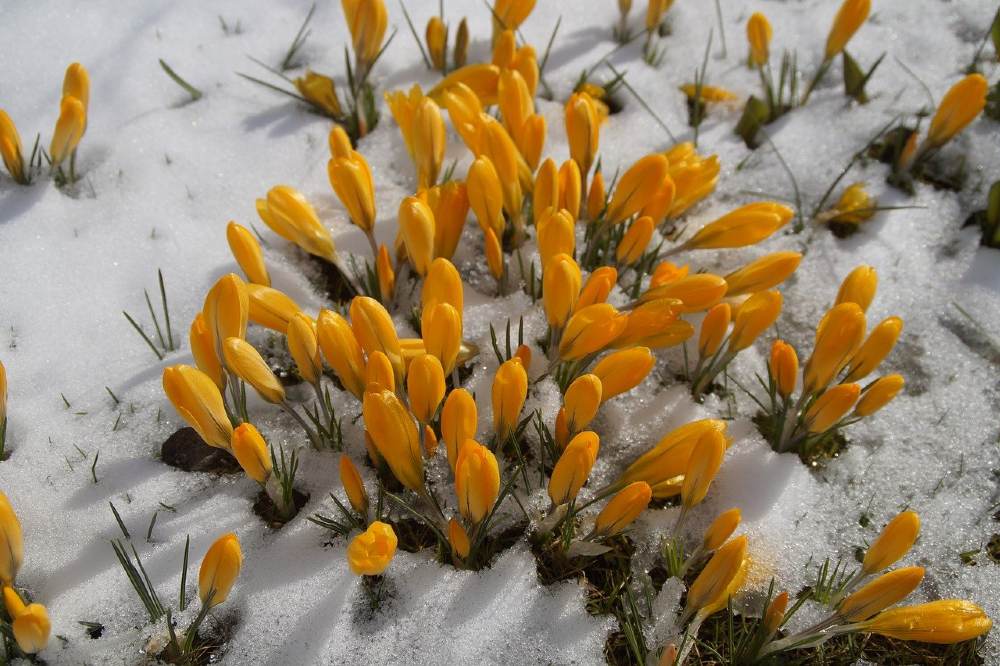 Flowers break through the last bit of winter snow
