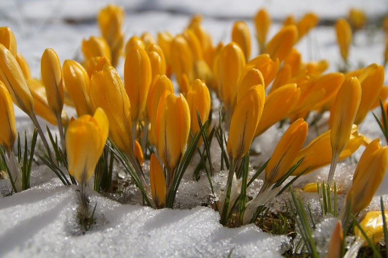 Spring flowers are pictured... but they are covered in snow!