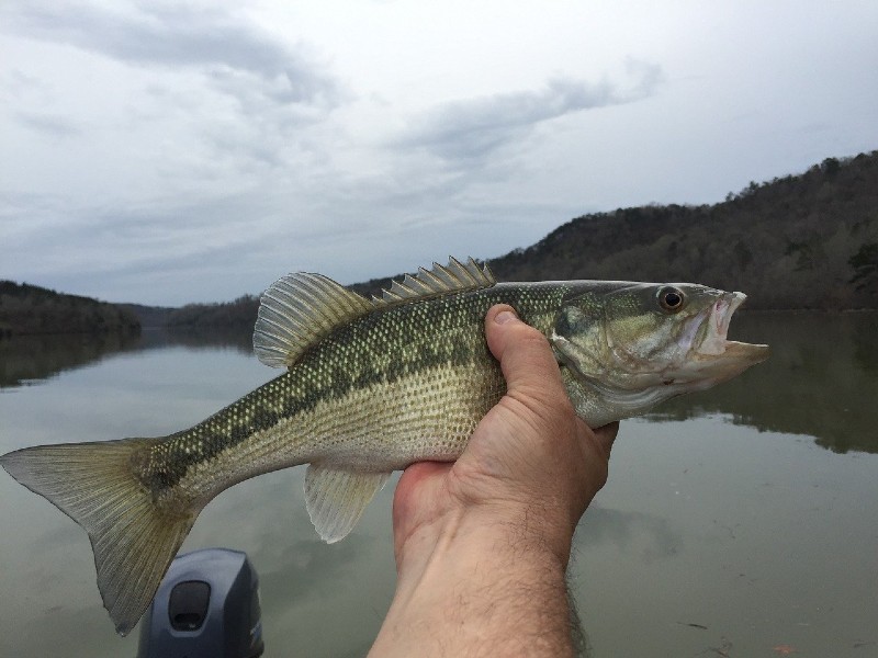 Photo of a fisherman's handing holding a large mouth bass.