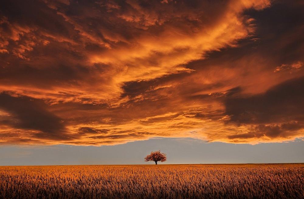 Sunset reflects on heavy clouds over a single tree surrounded by an open field