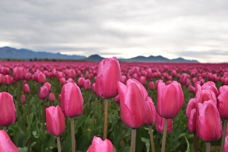 Photo of a field of spring tulips