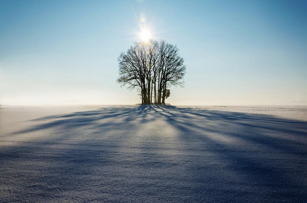 Photo of a small group of trees in the middle of a snow field