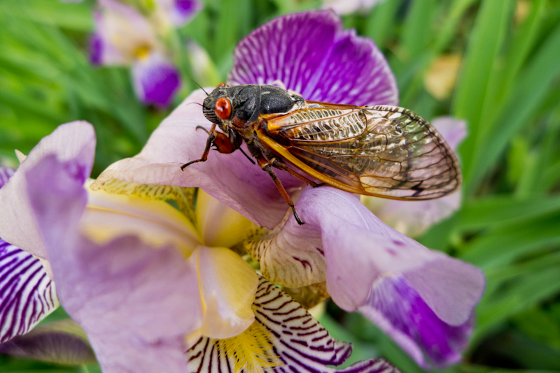 Photo of a cicada sunning itself on a flower