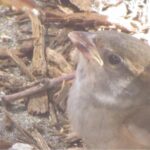 A hungry sparrow