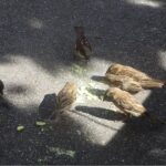 A group of sparrows foraging for food