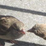 Sparrows feed one another