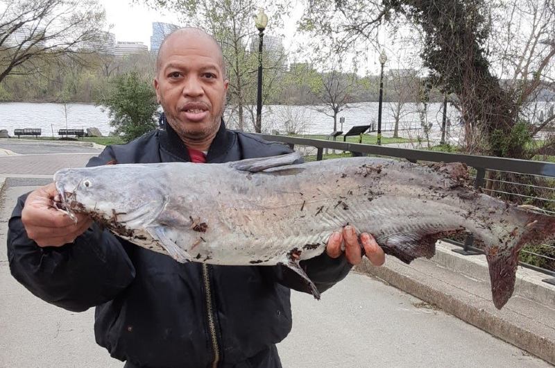 How to Catch Potomac River Monsters - Street Sense Media