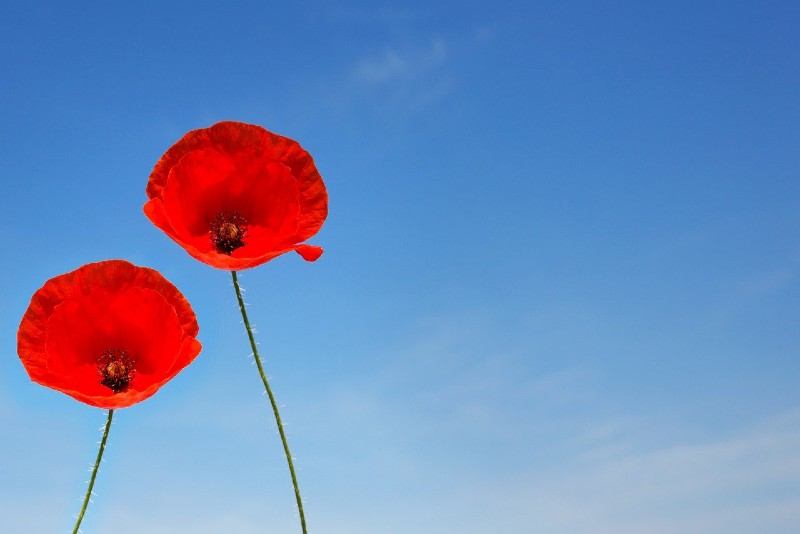 Photo of two poppy flowers with a bright blue sky in the background