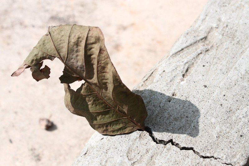 Photo of a withered leaf clinging to a crack in concrete