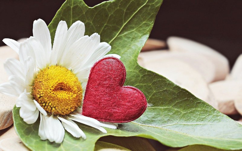 Photo of a daisy with a heart sitting next to it