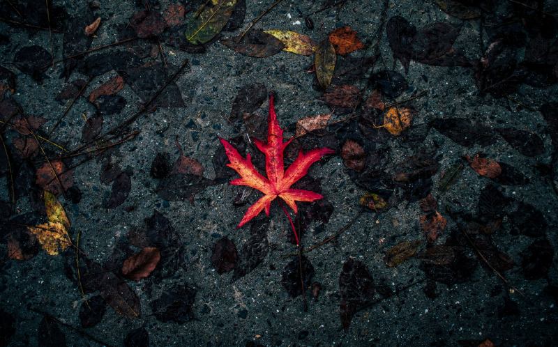 Photo of a bright leaf in the midst of brown, wet leaves