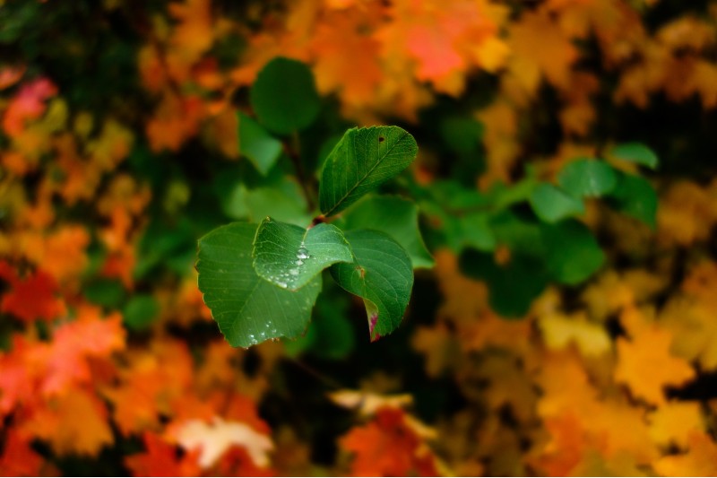 Photo of leaves transitioning in color from green to fall colors