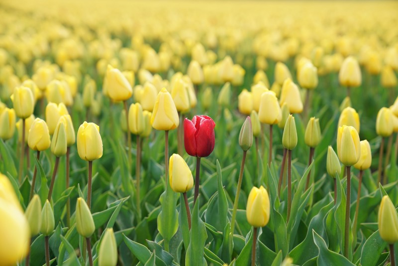 Photo of a single red tulip growing in a field of yellow tulips