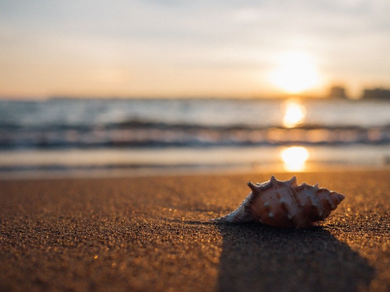 Photo of a sea shell sitting on a beach at sun rise