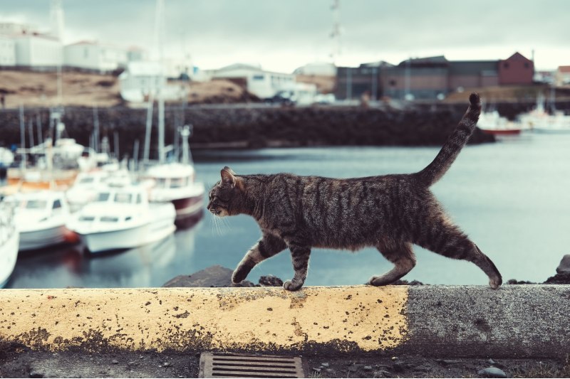 Photo of a cat walking along an outdoor a wall