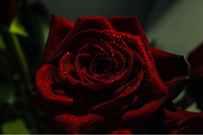 Photo of a single, red rose
