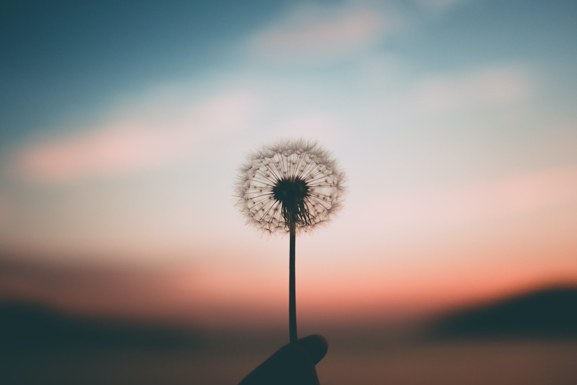 Photo of a dandelion against the sunset.
