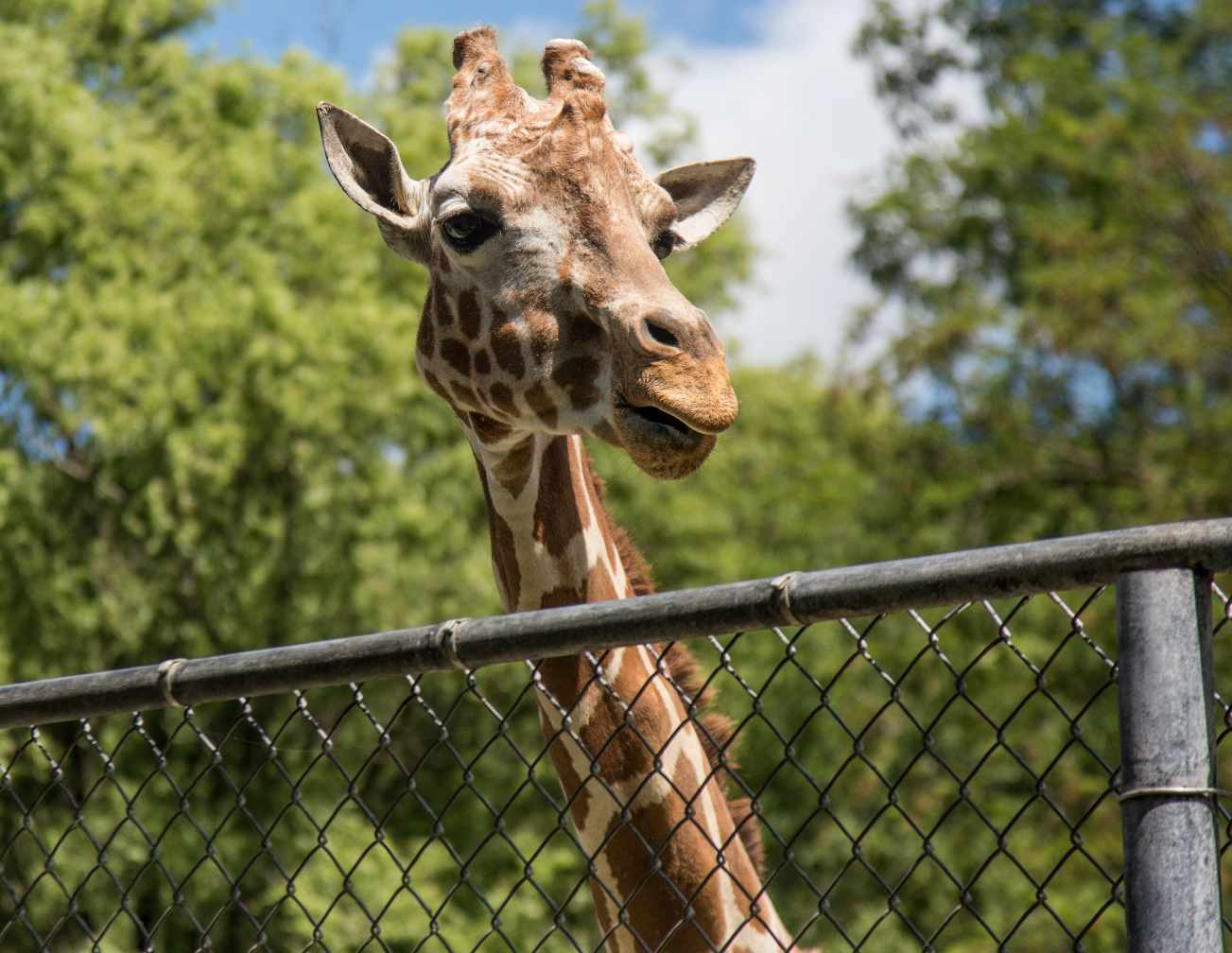 Photo of a giraffe looking over a fence.