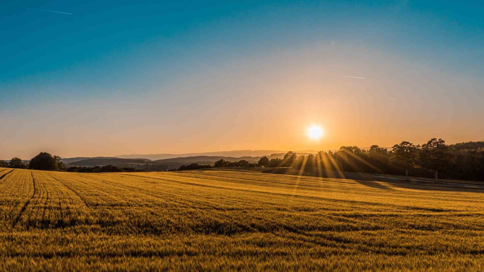Photo of the sun rising over a field of grass.