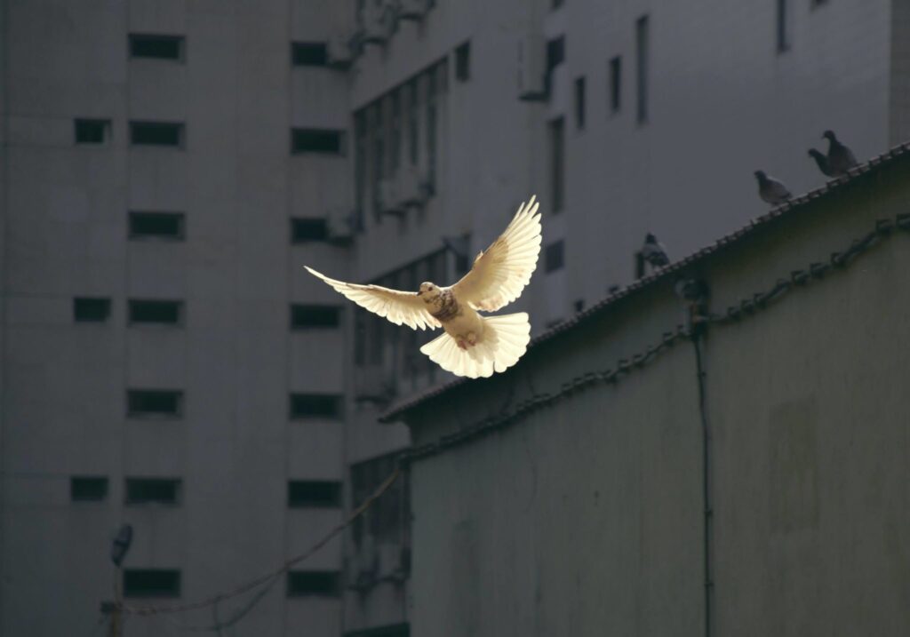 Photo of a dove taking flight.