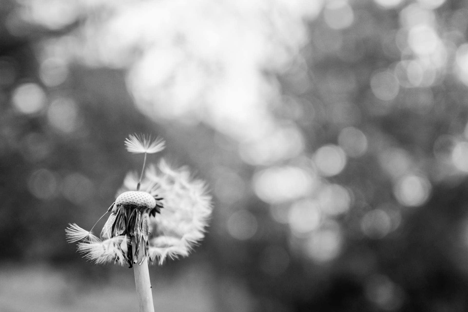 Black and white photo of a dandelion.
