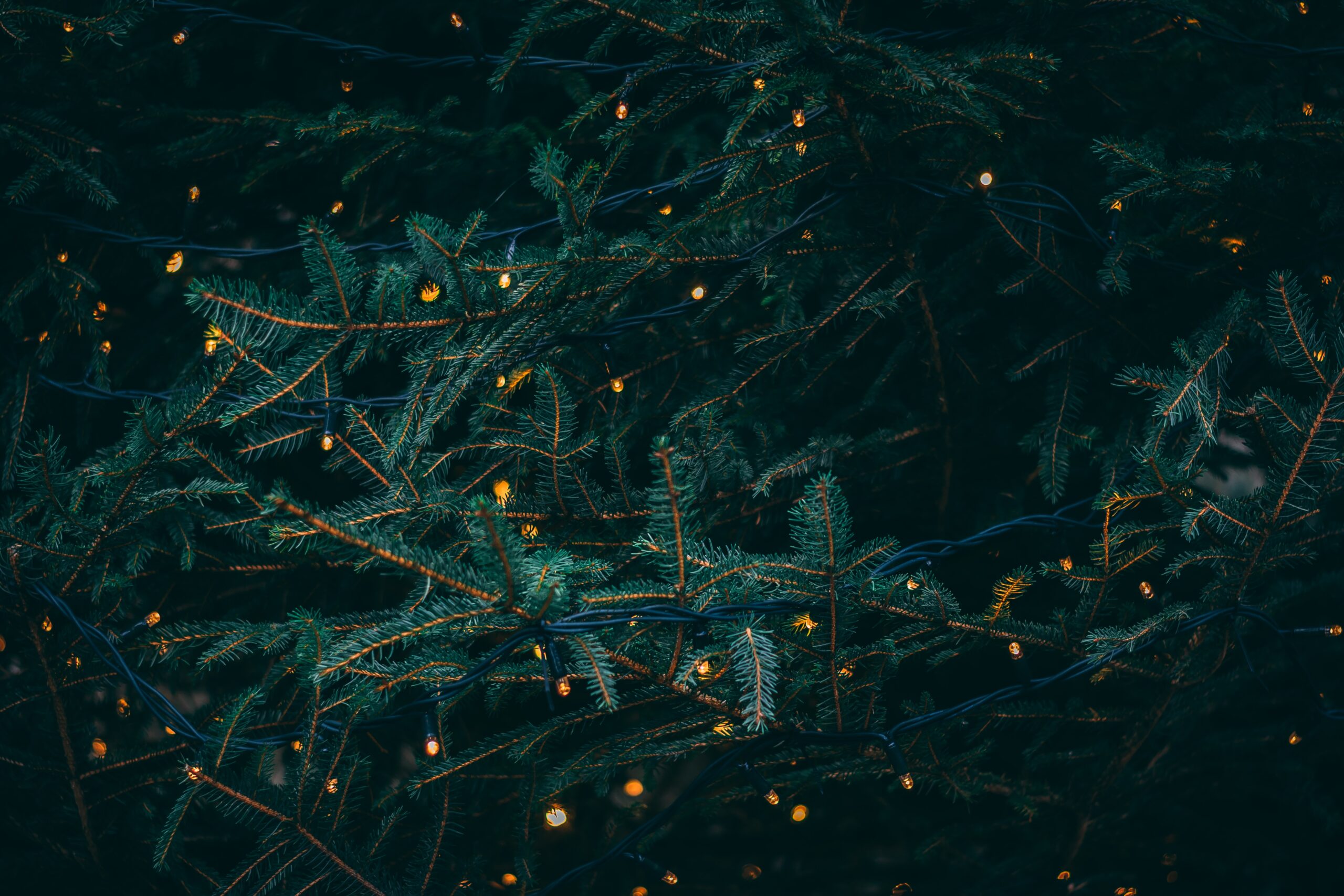 Photo of interweaving evergreen branches decorated with Christmas lights.