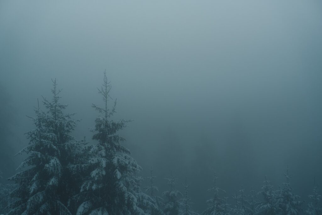 Photo of a mist covered, snowy forest.