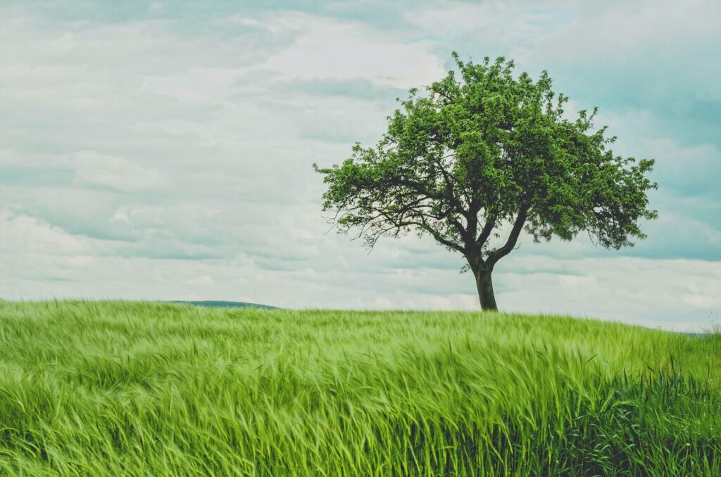 Photo of a tree with green leaves in a field of green wheat.