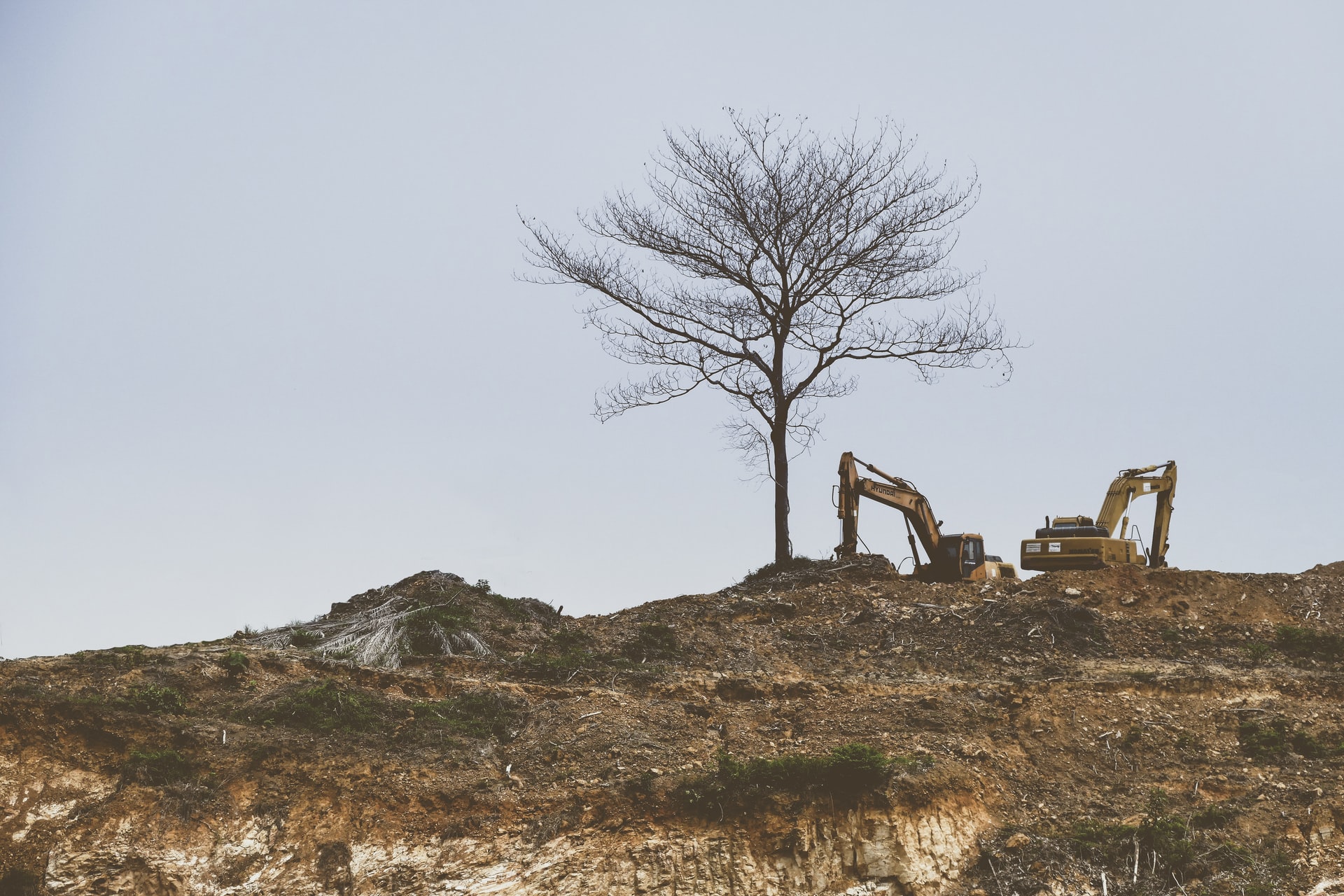 Photo of a dead tree surrounded by two yellow excavators.