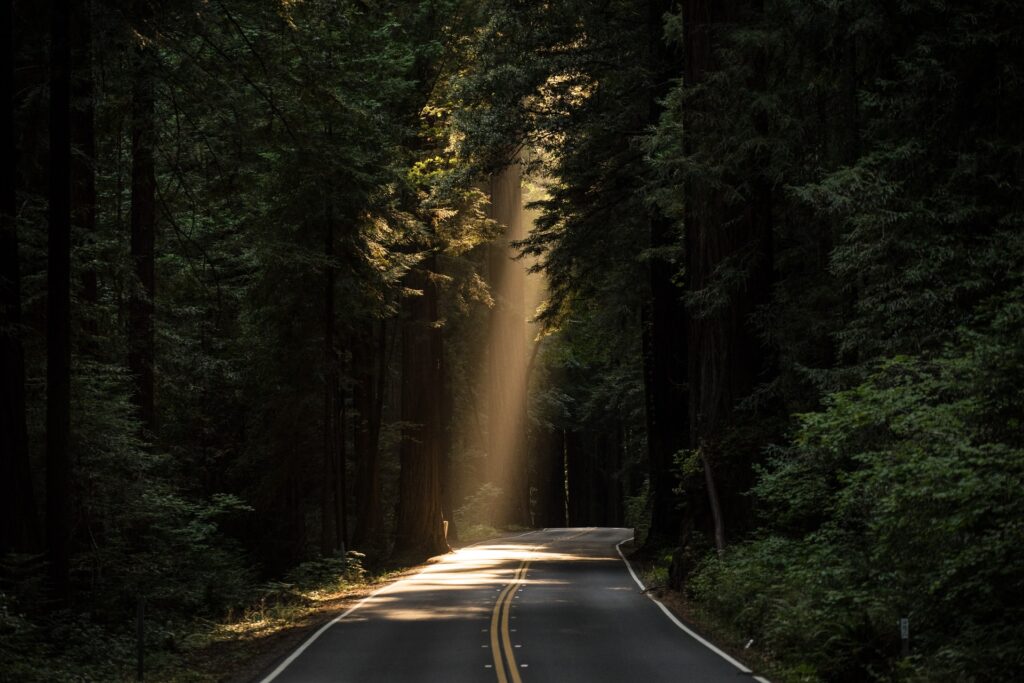 A photo of a sunlight beaming onto a road between lots of trees.