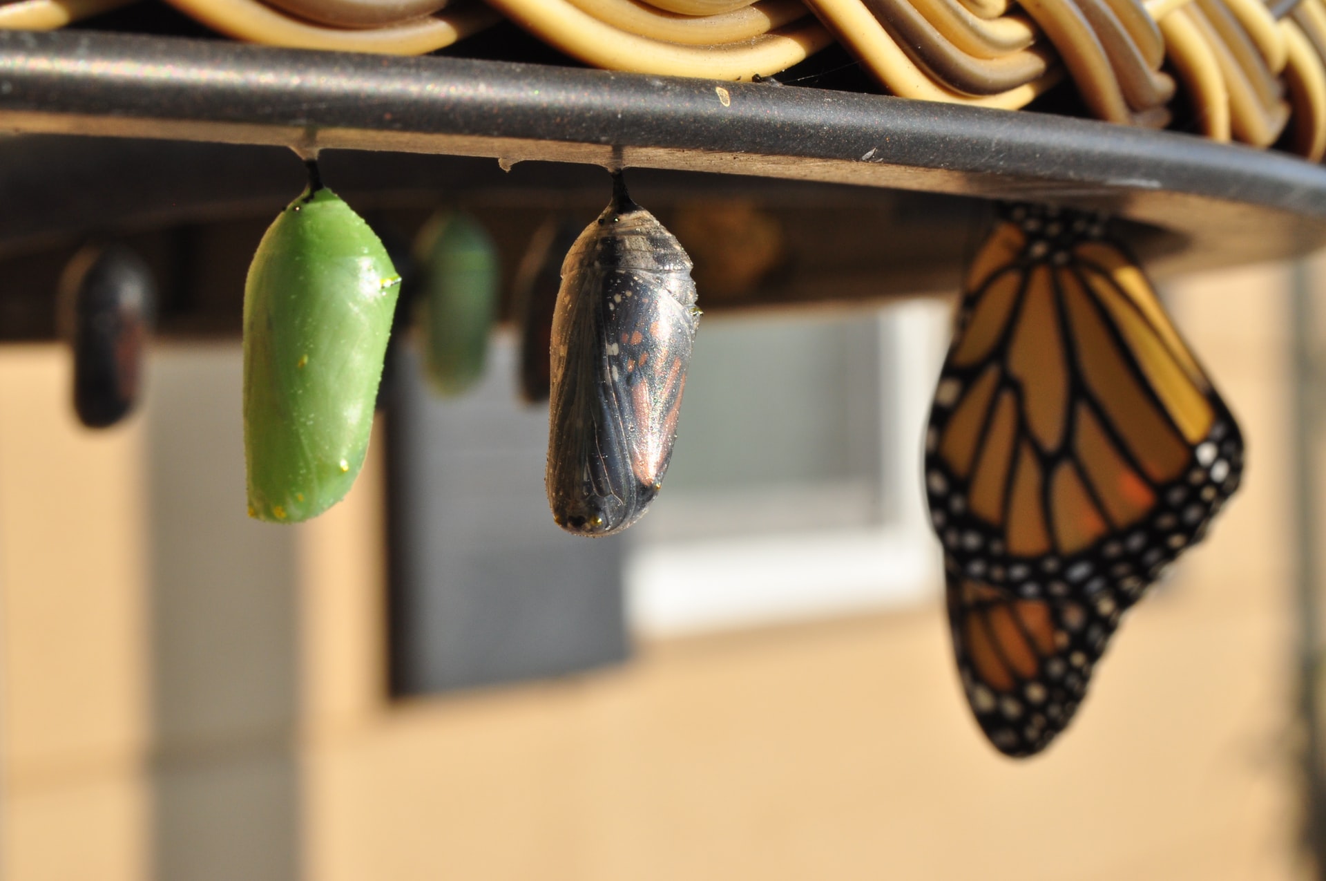A photo of the stages of butterfly metamorphosis.